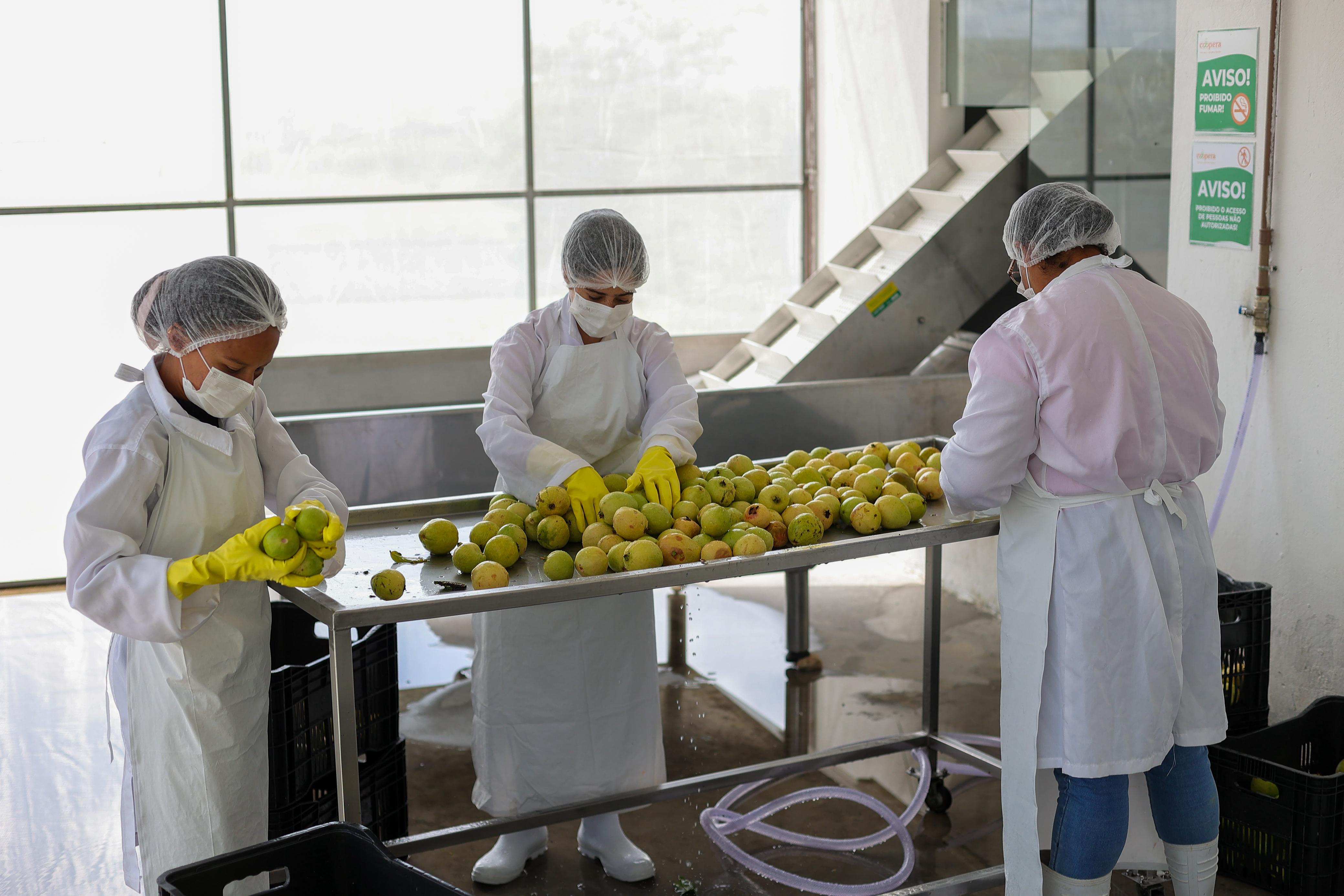 Unidade de Beneficiamento de Frutas