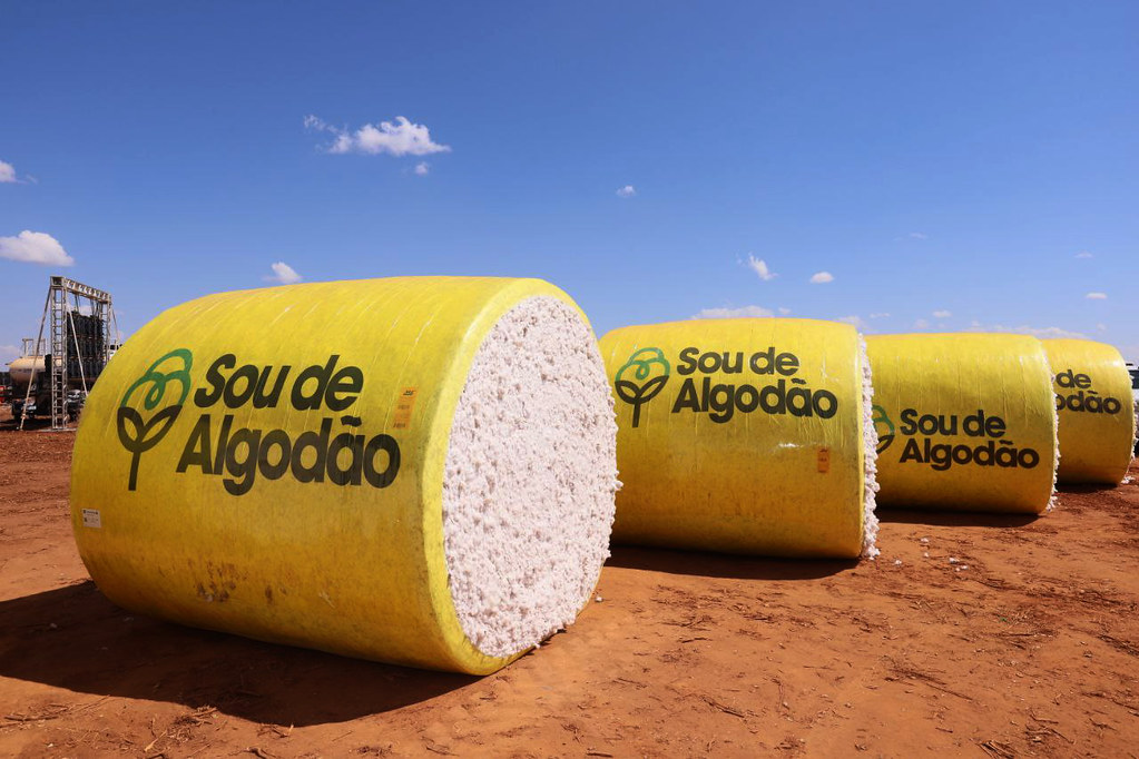 Algodão