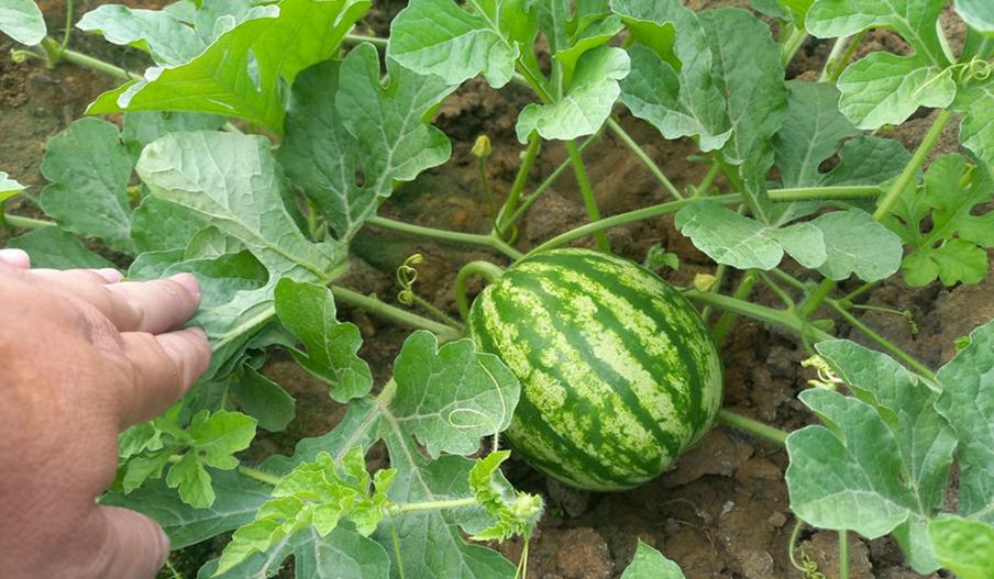 Controle fitossanitário garante que melancia e abóbora de Ibirapuã ganhem o mundo