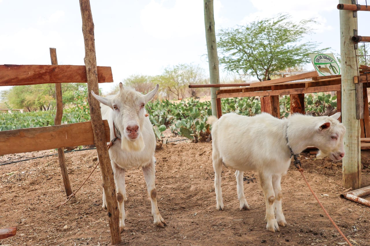 Seagri e Casa Nova firmam termo de cooperação para construção do Centro de Comercialização de Animais