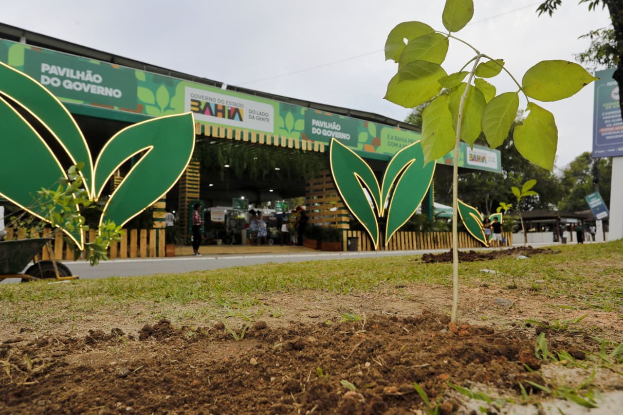 Bahia inicia projeto de arborização urbana que levará milhares de mudas a dez cidades