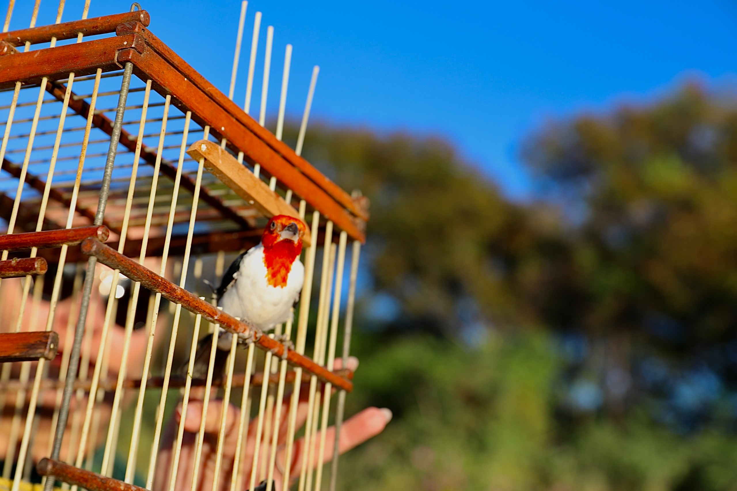 CETAS: do resgate à reabilitação, o caminho de volta à natureza