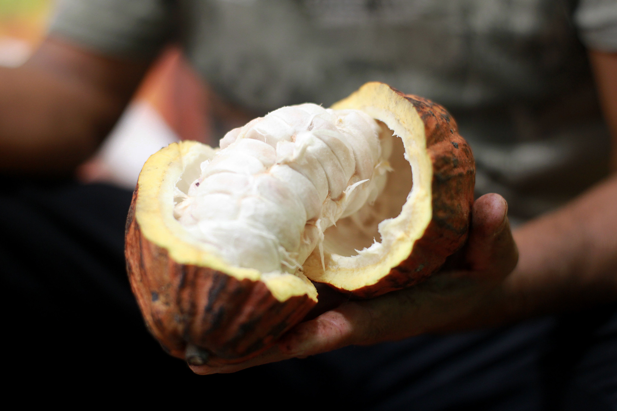 Lei que estabelece percentual mínimo de cacau vai beneficiar produtores baianos