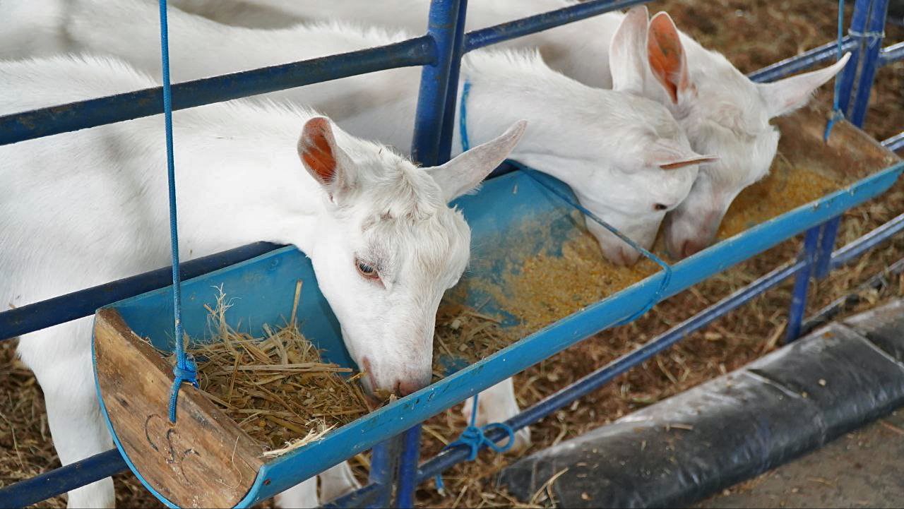 Seagri entrega Centro de Comercialização de Animais para potencializar produção de caprinos e ovinos no Norte baiano