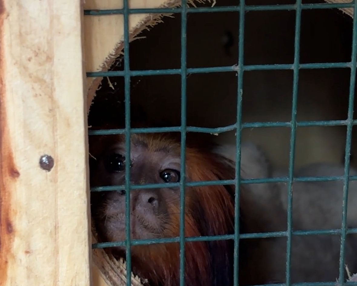Zoo Bahia: mico-leão-baiano é transferido em ação integrada para conservação da espécie