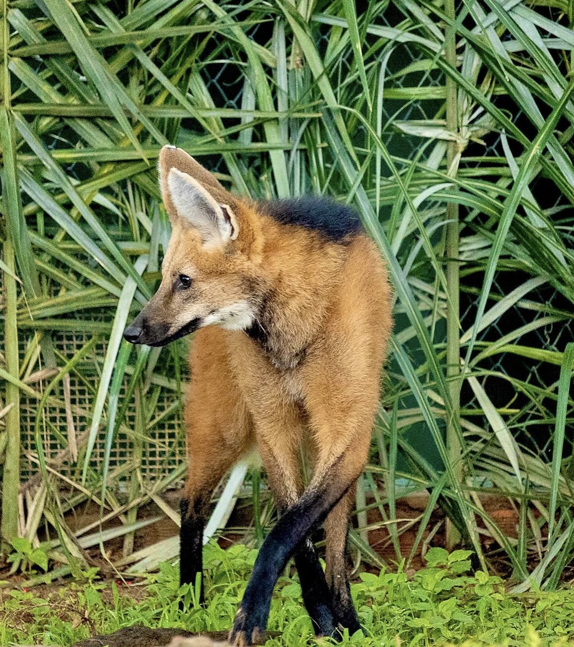 Lobo-guará