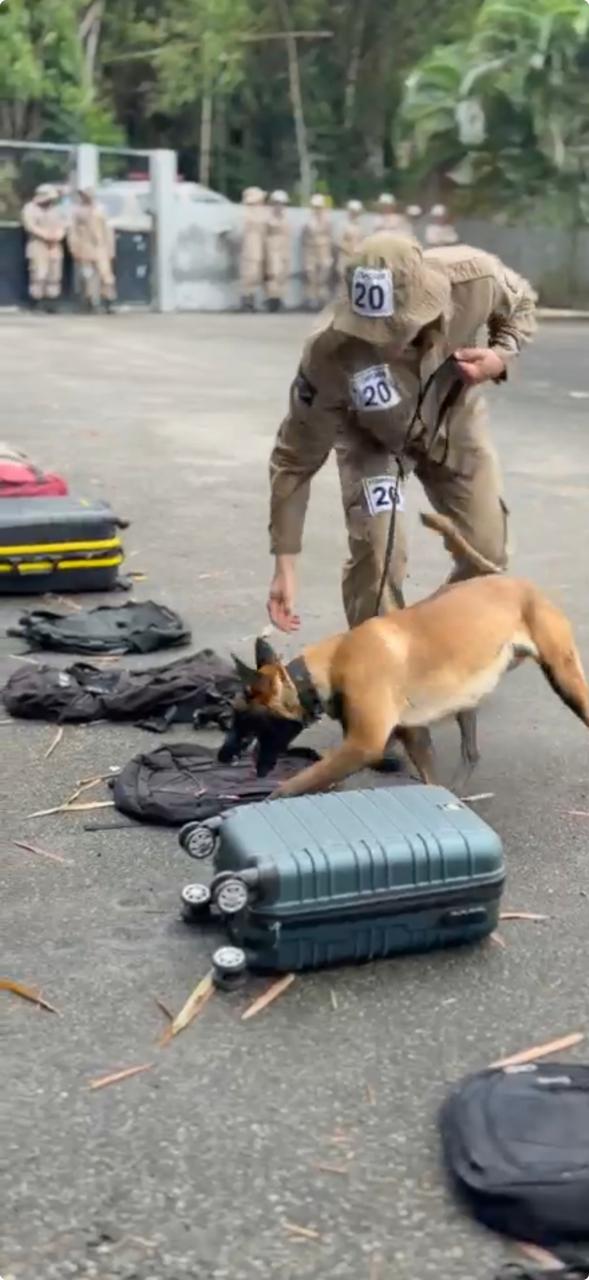 Parceria entre policial e cão representa mais eficiência operacional contra criminalidade