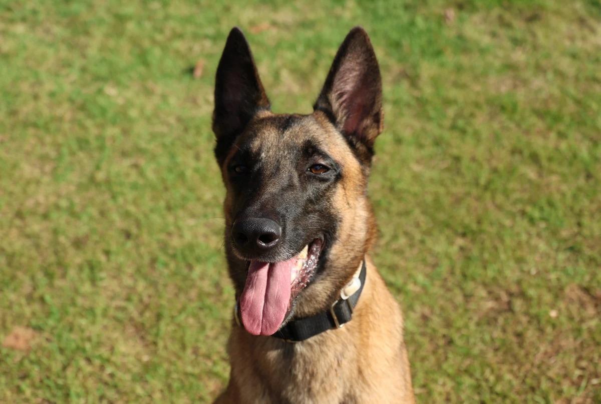 Conheça Rambo, o cão do Corpo de Bombeiros da Bahia que conquistou duas certificações nacionais