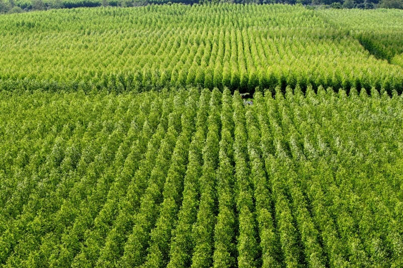 Produção florestal baiana