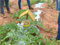 Defesas agropecuárias da Bahia e Rio Grande do Norte se unem para combater a “Mosca-das-Frutas”. Foto: Ascom/Adab