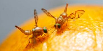 Defesas agropecuárias da Bahia e Rio Grande do Norte se unem para combater a “Mosca-das-Frutas”. Foto: Ascom/Adab