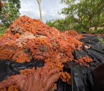 Foto: Ludmille Nazaré/Sema