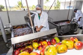 Bahia celebra o Dia da Agricultura Familiar. Foto: André Frutuôso/CAR