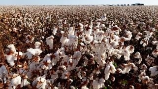 Governador participa da 4ª edição do Dia do Algodão em Riachão das Neves