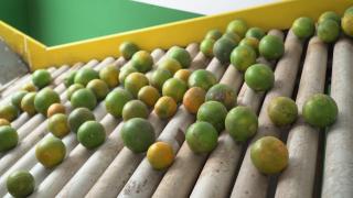 Foto: Mateus Pereira