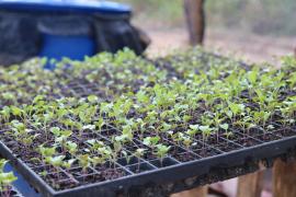 Foto: Laila Brito/SDR