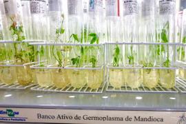 Foto: Rebeca Falcão/Seagri