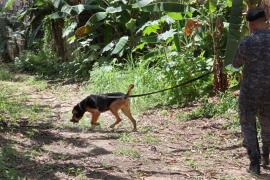 Policiais militares são capacitados para conduzir cães em buscas por pessoas desaparecidas