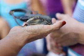 Educação ambiental desenvolvido pelo Parque Zoobotânico da Bahia