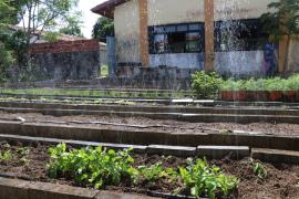 Horta comunitária do CSU de Castelo Branco leva alimentos orgânicos para famílias em situação de vulnerabilidade social