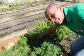 Horta comunitária do CSU de Castelo Branco leva alimentos orgânicos para famílias em situação de vulnerabilidade social
