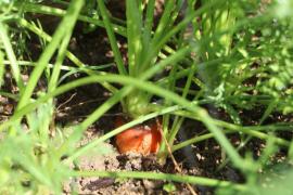 Horta comunitária do CSU de Castelo Branco leva alimentos orgânicos para famílias em situação de vulnerabilidade social