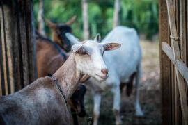 Caprinos_André Frutuôso_SDR (2)