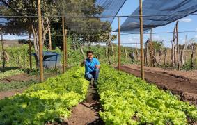 PLANTAÇÃO ALFACE_AGRICULTOR