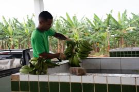 agricultura familiar