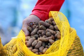 feira de são joão da ceasa