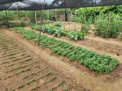 Quintas produtivos - Agricultura Familiar