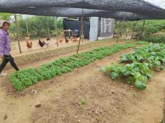 Quintas produtivos - Agricultura Familiar