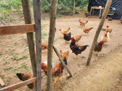 Quintas produtivos - Agricultura Familiar