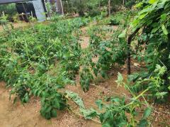 Quintas produtivos - Agricultura Familiar