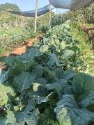 agricultura familiar