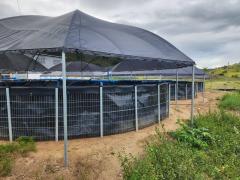 criação de alevinos