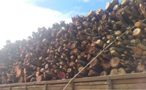 desmatamento chapada diamantina apreensão inema