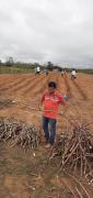 Maniveiro fortalece produção de mandioca da agricultura familiar no Sudoeste Baiano