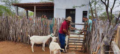 Investimentos na caprinocultura de leite potencializam produção em Curaçá e Uauá