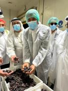 Nos Emirados Árabes, governador Jerônimo visita plantação de tâmaras que poderão ser produzidas na Bahia