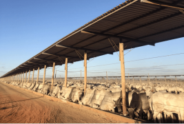 Bahia abriga o maior confinamento bovino do nordeste, com 50 mil cabeças