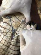 Zoológico de Salvador realiza manejo e avaliação clínica em jacarés-de-papo-amarelo