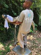 Zoológico de Salvador realiza manejo e avaliação clínica em jacarés-de-papo-amarelo