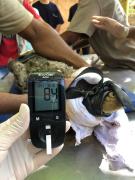 Zoológico de Salvador realiza manejo e avaliação clínica em jacarés-de-papo-amarelo