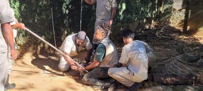 Zoológico de Salvador realiza manejo e avaliação clínica em jacarés-de-papo-amarelo