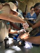 Zoológico de Salvador realiza manejo e avaliação clínica em jacarés-de-papo-amarelo