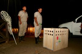 Harpia desembarca no Zoo de Salvador em parceria para preservar a biodiversidade