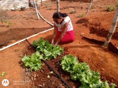Quintais produtivos trazem renda e autoestima a mulheres agricultoras de Iraquara