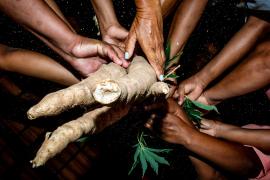 Nova unidade de beneficiamento de mandioca vai ampliar renda de grupo de mulheres em Santanópolis