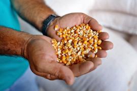 Governo atua no combate à seca em 195 municípios baianos; serão distribuídas 212 mil sacas de milho para alimentação animal